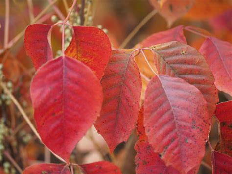October Nature Almanac: Poison Ivy Can Brighten or Blighten Your Day
