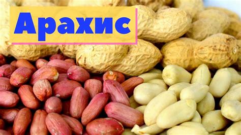 Арахис | Как это сделано | Peanut - YouTube
