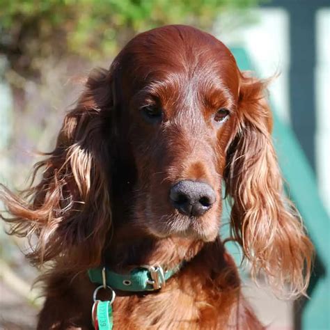 Golden Retriever vs. Irish Setter: 15 Differences To Help You Choose ...