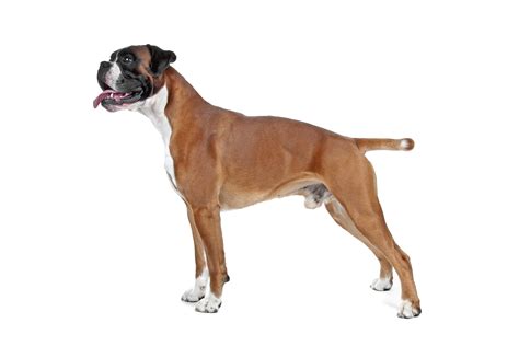 Bokser - Kennel Club