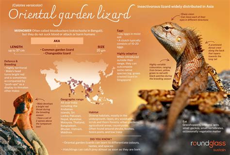 oriental garden lizard facts diet habitat