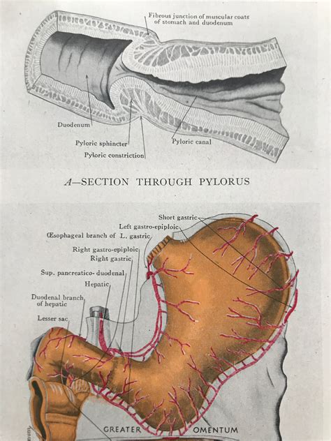 1942 Pylorus and Arteries of Stomach Original Vintage Print - Organ ...