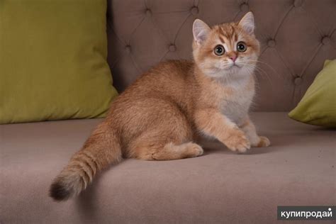 Солнечный британский котенок в Москве