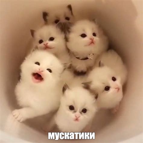 Мем: "мускатики" - Все шаблоны - Meme-arsenal.com