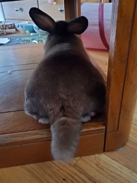 I noticed it was bunny butt Friday. I hope you enjoy this one. : Rabbits