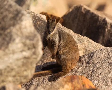 Brush-Tailed Rock-Wallaby - Facts, Diet, Habitat & Pictures on Animalia.bio