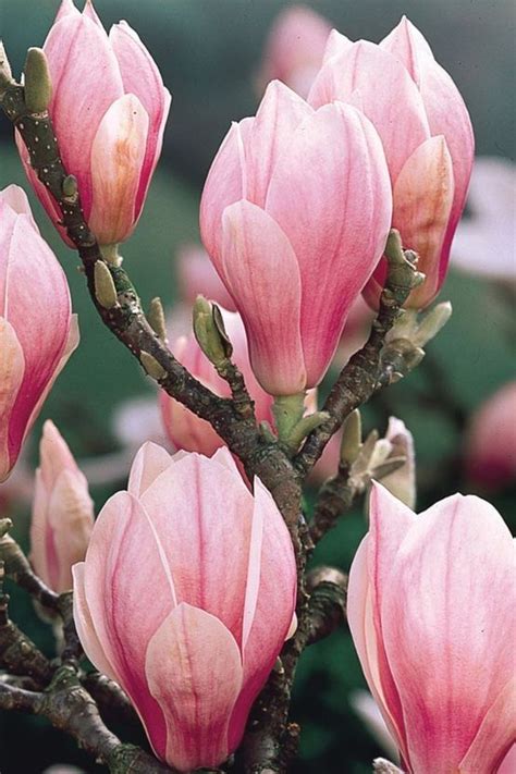Pin by Светлана Парфенова on Цветы. Магнолия. | Beautiful flowers ...
