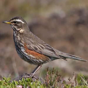 Grive mauvis - Turdus iliacus