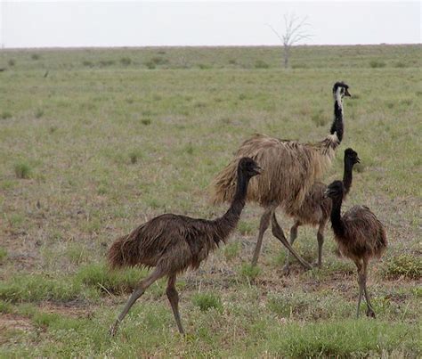 The Jungle Store: Emus - Good Fathers