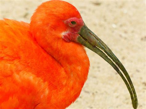 images wing orange color colorful fauna close  flamingo