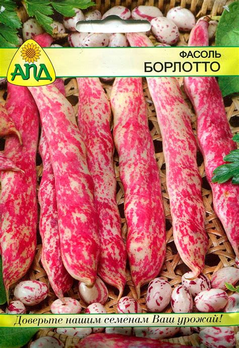 Лучшие сорта фасоли с фото, названием, и описанием