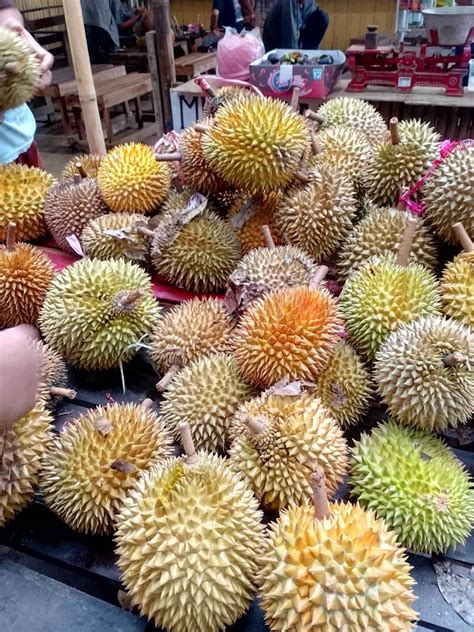 Tempat Rekreasi, Spot Camping dan Wisata Durian di Kampung Durian Pakis ...