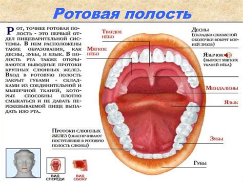 Пищеварение в ротовой полости - online presentation