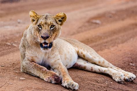 Lion Wild Animal Wildlife - Free photo on Pixabay - Pixabay