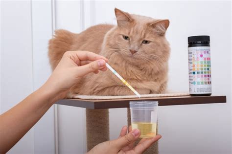 Fluoxetine for Cats: Overview, Dosage & Side Effects - Cats.com