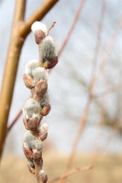 tree buds stock photo image  buds agriculture flower