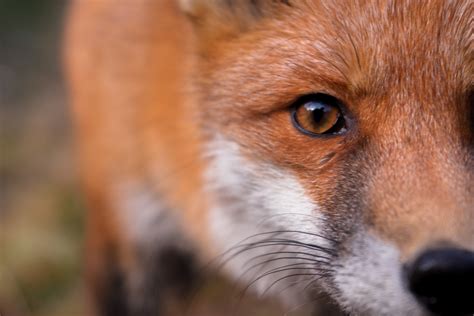 care   pet fox pethelpful redeneonatalcombr