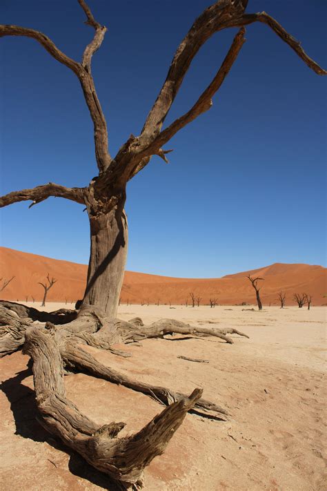 A Brown Dead Tree in the Desert · Free Stock Photo