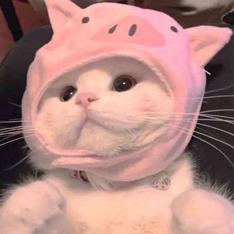 Милый котик в шапочке🥰🥰 | Komik kedi yavruları, Hayvan yavrusu, Gülünç ...