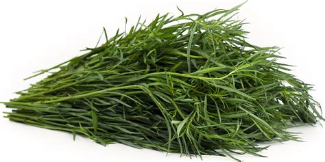 Pipicha Information, Recipes and Facts