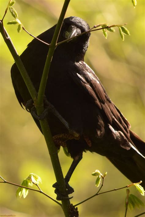 black bird sitting  top   tree branch