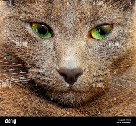 Russian blue cat green eyes hi-res stock photography and images - Alamy