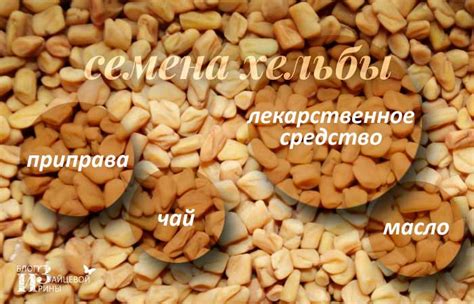 Хельба полезные свойства и противопоказания. Семена хельбы
