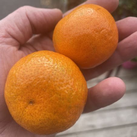 Citrus clementina capola | À l'ombre des figuiers