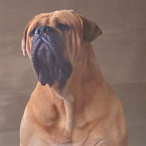 Sogeri Mountain Mastiff