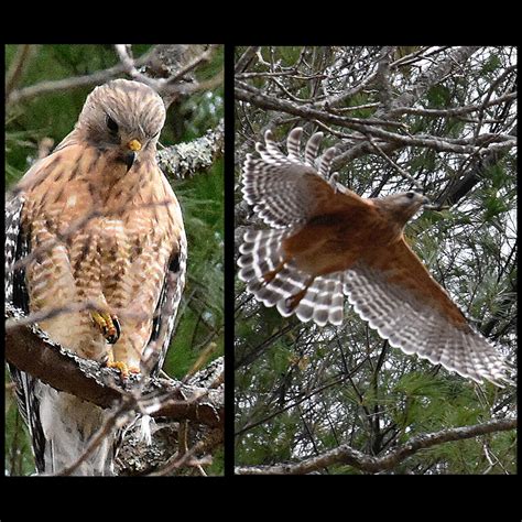 🔥 Red shouldered hawk nesting nearby. : r/NatureIsFuckingLit