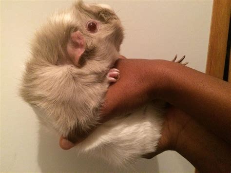 why is guinea pig itching safely 9