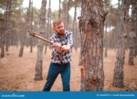 man chopping  tree   autumn forest stock image image  leaves