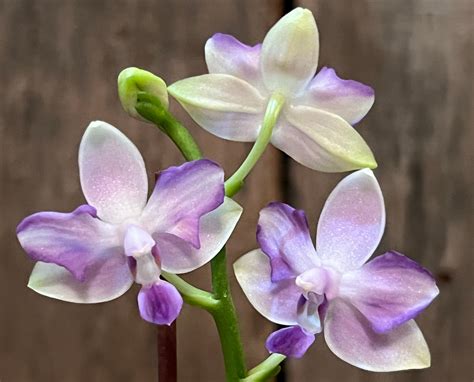 Phal. Tzu Chiang Sapphire 202 One Flower Spike Perloric - Etsy Canada