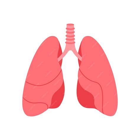 premium vector human lungs simple diagram  internal organ