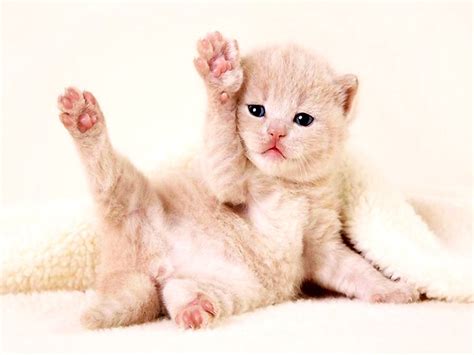 Котик машет лапкой - картинки и фото koshka.top