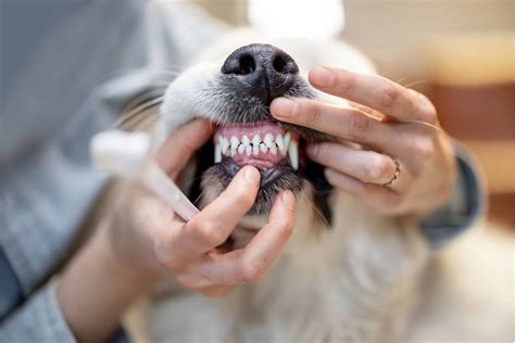 Understanding Dental Grades: A Healthy Mouth, A Happy Pet - Bangalow Vets