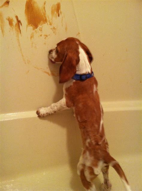 Do Dogs Hate Baths