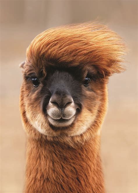 Llama with Hairdo - Northern Exposure Cards