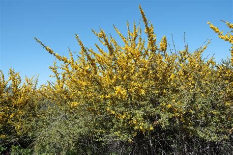 Fremontodendron californicum Calflora