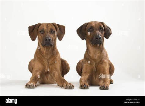 2 Rhodesian Ridgebacks Stock Photo - Alamy
