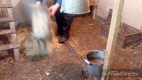Засыпаем бактерии для несменяемой подстилки для кур// бактерии Скотный ...