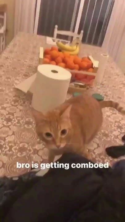 Spicy cat memes 1 #shorts #memes - YouTube