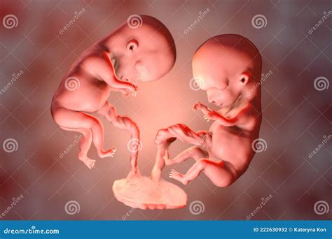 Human Embryo Twins