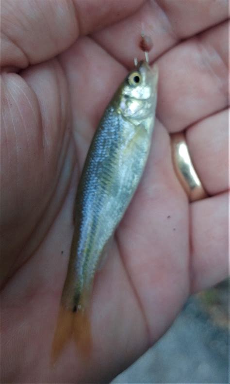 Bluegrass State Quick Creek Trip - U.S.A. - South & West Regions