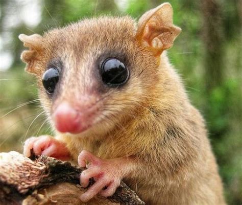 municipio invita  recrear la vida del monito del monte municipalidad