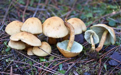 California Fungi: Hypholoma fasciculare