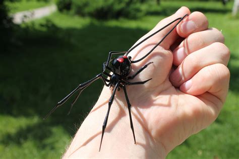 black widow spider images