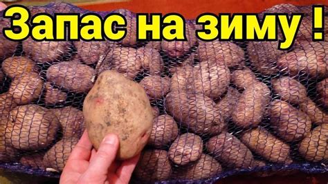 Какую картошку купить на зиму ? ВИДЕО https://youtu.be/qQVa5ZpwbaE