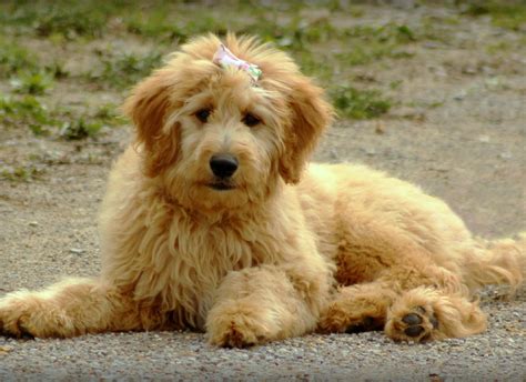 Goldendoodle