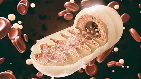 Mitochondrial Health: A Little-Known Big Factor of Health and How to ...